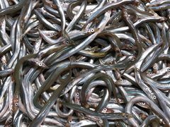 -卜蜂莲花(辽阳西路店)