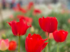 -东湖磨山景区樱花园-停车场