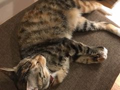 -猫的天空之城概念书店(杭州南宋御街店)