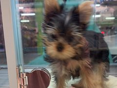 -FAELING PETS美天灵宠物(合生汇店)