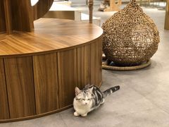 大堂-飞行喵MR PILOT|猫舍·猫咖(静安大融城店)