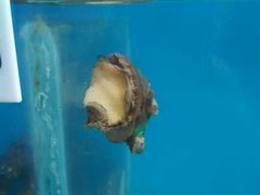 -海滨假日渔家海鲜