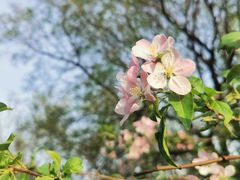 -海棠花溪(元大都城垣遗址公园)