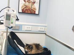 -纳吉亚猫专科动物诊疗中心(蒋宅口分院)