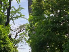 -上海佘山国家森林公园天马山园