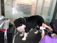 -瑞派宠物医院·24小时骨科·心脏·核磁(哈尔滨南岗店)
