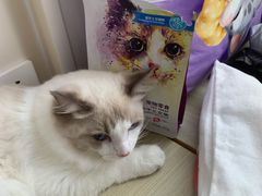 -芭比堂动物医院·CT·微创中心(新顺分院)