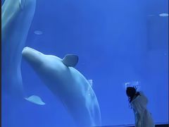 -海合安成都极地海洋公园