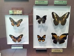 -上海昆虫博物馆