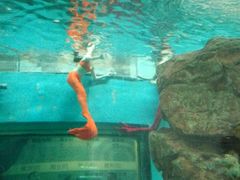 -洛阳龙门海洋馆