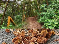 -南宁良凤江国家森林公园