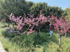 -南汇桃花村