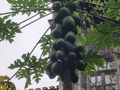 -观澜湖华谊冯小刚电影公社(百年记忆公社)