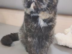 -喵园·猫主题咖啡厅·撸猫·猫咖(国贸店)