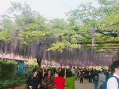 -嘉定紫藤园
