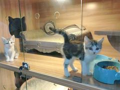 -喵百万·布偶·蓝金金渐层英短·猫舍(百子湾店)