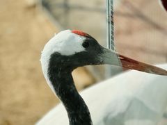 -盐城丹顶鹤湿地生态旅游区