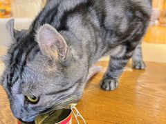 -藏猫猫咖啡主题馆(中央大道店)