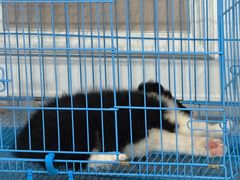 -翊宠yipet猫狗购宠庄园犬舍•猫舍