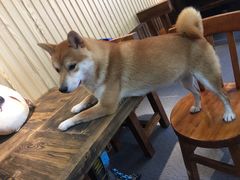 -柴源莊·柴小宠柴犬咖啡