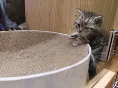 -屋虎猫馆(宝安大仟里店)