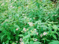 -白草畔自然风景区