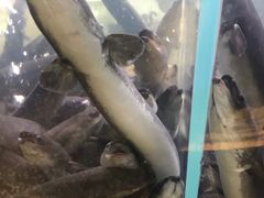 -本炙炭烤·蒲烧活鳗料理店(金沙洲店)
