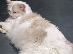 -有猫咖啡umeow coffee