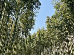 -黄海国家森林公园