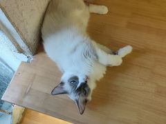 -喵喵咪呀布偶猫咖(春熙路店)