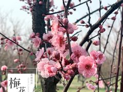 -蜀冈西峰生态公园