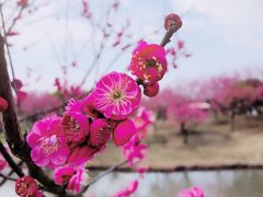 -花开海上生态园