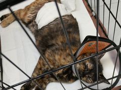 -宠颐生猫科·内科皮肤科(西平世纪城店)