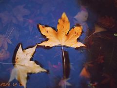 -景迈森林(古华园店)