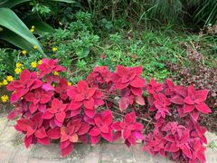 -广州市流溪河国家森林公园