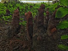 -长广溪湿地公园