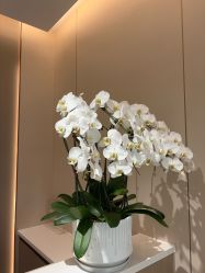 -YESIDO椰岛美容