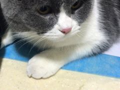 -芭比堂宠物医院·全科爱猫医院·仁德分院