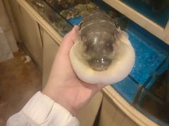 -天正河鲀·河豚亭(大连店)