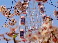 -顾村公园