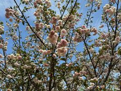 -天适樱花悠乐园