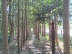 -上海长兴岛郊野公园