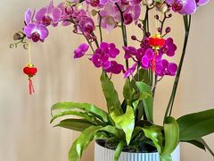 -双季花艺园艺市场(浦东店)