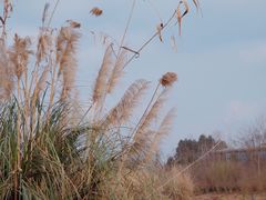 -白鹭湾湿地公园