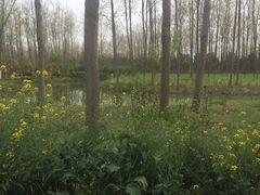 -合肥滨湖国家森林公园