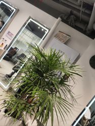-Will+ Hair Studio