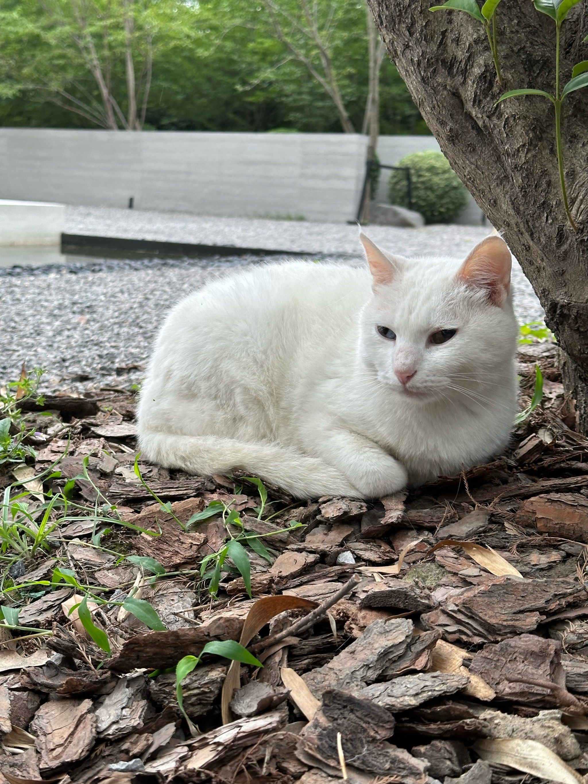 路过看见一只大白🐱 哇