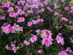 -铁山坪森林公园