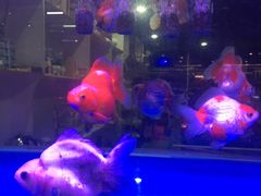 -中环花鸟鱼虫市场