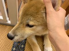 -豆柴町-柴犬主题狗咖(红鼎国际C座店)